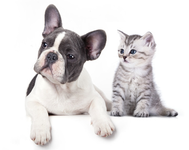 Cat and dog, British kitten and  French Bulldog puppy