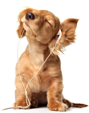 Young puppy listening to music on a head set.